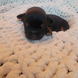 Havapoo Puppies from Little Wyo Doodles