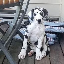 Great Danes from Epic Prince Dutton