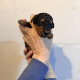 Miss Purple - Black and tan female Airedale Terrier puppy in Mooresville, North Carolina from Farm 55