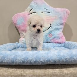 Versace (AKC) - Cream male Poodle puppy in Rainbow City, Alabama from Spinks Poodles