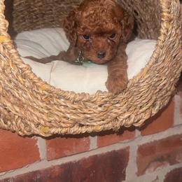 Leo - Red  male Poodle puppy in Okc, Oklahoma from Designer Poos By Diva