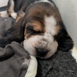 Peturia - Black white and brown female Basset Hound puppy in Clio, Michigan from Nancy's Basset Hounds