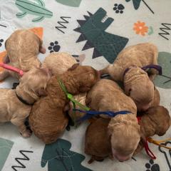 Goldendoodle puppies from Rockin R Doodles