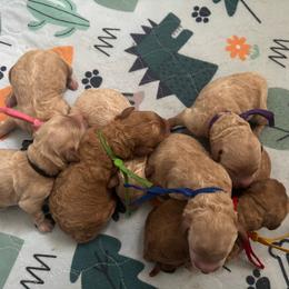 Goldendoodle puppies from Rockin R Doodles