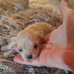 Cricket - Apricot female Schnoodle puppy in Arkansas from Harper's Pups