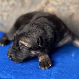 Blue collar boy - Black and red male German Shepherd puppy in Coleta, Illinois from Four Leaf Farm- Vom Vierblättriges Bauernhof