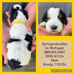 English Springer Spaniel and Springerdoodle Puppies from Springerdoodles In MI
