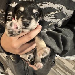 Mariah - Black and silver female Miniature Schnauzer puppy in Lubbock, Texas from Schnazzy Schnauzers
