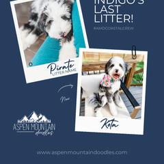 Assorted Doodle Crosses, Aussiedoodle, Australian Mountain Doodle, and Miniature Australian Shepherd Puppies from Aspen Mountain Doodles LLC