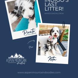 Assorted Doodle Crosses, Aussiedoodle, Australian Mountain Doodle, and Miniature Australian Shepherd Puppies from Aspen Mountain Doodles LLC