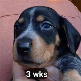 Bud - Piebald male Dachshund puppy in Bangs, Texas from Lickin'bach Miniature Dachshunds