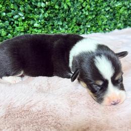 Male tricolor - White and black male Pembroke Welsh Corgi puppy in Glendale, Arizona from CorgiholicsAz