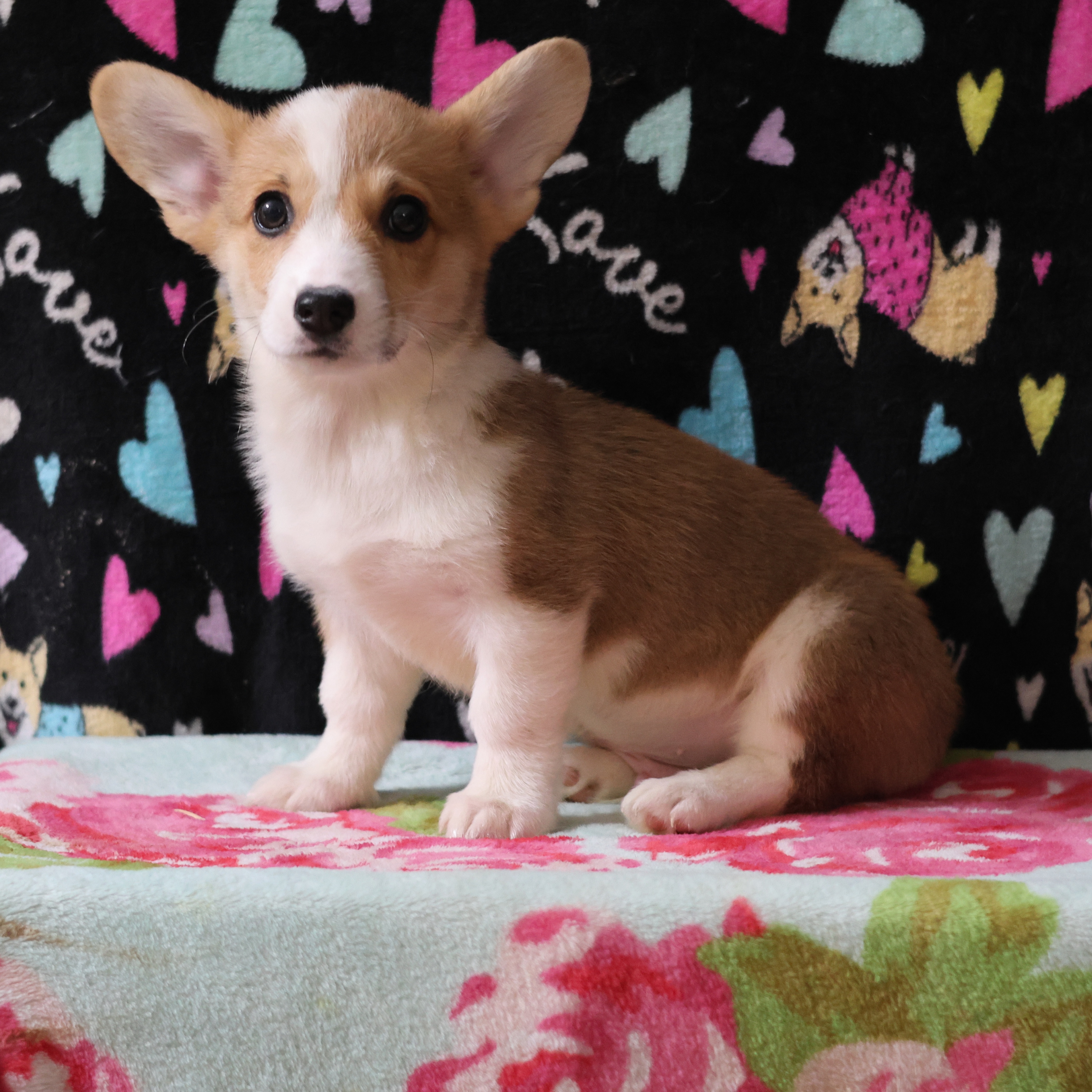 Boy 1 - Pembroke Welsh Corgi puppy in Karnack, Texas from Sureshot Corgis