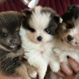 Pomeranians from Royal Pomeranians