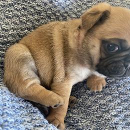 Pug Puppies from Furever Friends