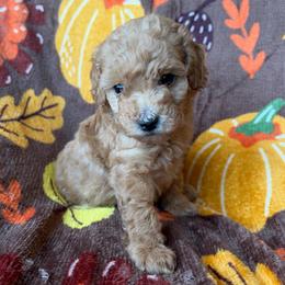 Amber - Apricot female Goldendoodle puppy in Mayville, Michigan from Guiding Light Doodles