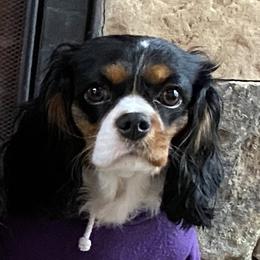 Stormi - Cavalier King Charles Spaniel