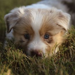 Oakley - Red merle female Australian Shepherd puppy in Weatherford, Texas from Ridgestar Aussies