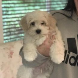 Havanese All Grown Up from Marylee's Havanese