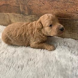 Murphy - Apricot male Goldendoodle puppy in Haddam, Kansas from Golden B Acres