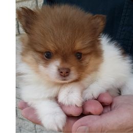 Pomeranian Puppies from Jaime's Pomeranians
