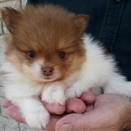 Pomeranian Puppies from Jaime's Pomeranians