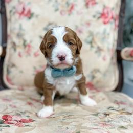 Ever - Red  male Goldendoodle puppy in Sulphur, Louisiana from Curly Q’s Of Carlyss
