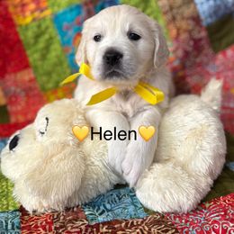 Girl Pick 2 - Light golden female Golden Retriever puppy in Greensboro, North Carolina from Lewis Goldens