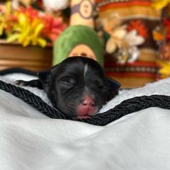 TBD 4 - Brindle female Staffordshire Bull Terrier puppy in Houston, Texas from Breaking Bad Staffords