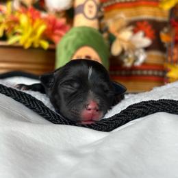 TBD 4 - Brindle female Staffordshire Bull Terrier puppy in Houston, Texas from Breaking Bad Staffords