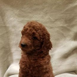 Poodle Puppies from Strut Your Stuff Standard Poodles