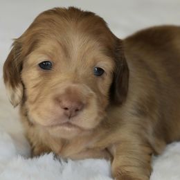 Pippin - Chocolate and cream male Dachshund puppy in Lowell, Indiana from DesForges Dachshunds.