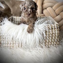 Alvin - Chocolate and white male Havapoo puppy in from Pink Poodles and Doodles