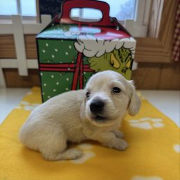 Levi - Cream male Dachshund puppy in Trenton, Kentucky from Promise Land Puppies