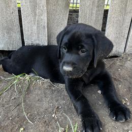 Labrador Retriever Puppies from Whispering Valley Labs