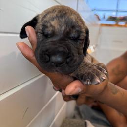 Bellini - Brindle female Great Dane puppy in Marble Falls, Texas from Notorious Great Danes