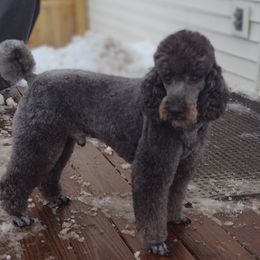 Leonard - Poodle