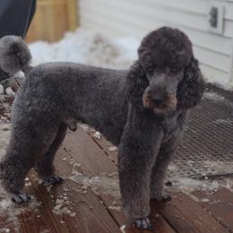 Leonard - Poodle