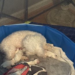 Maltese puppies from Fisher's Pup-cakes