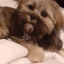 Lhasa Apso Puppies from Lots of Lhasa Love