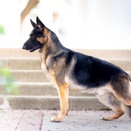 German Shepherd All Grown Up from John Moyle