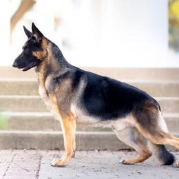 German Shepherd All Grown Up from John Moyle