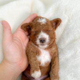 Reese - Red and white male Cockapoo puppy in Pledger, Texas from Sugarbear Cockapoos
