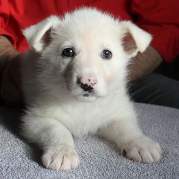 D - White female German Shepherd puppy in Yakima, Washington from Bahr-S German Shepherds