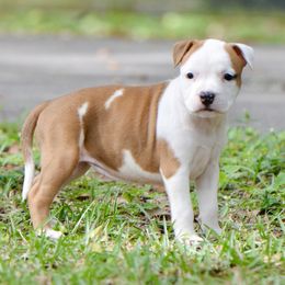 Never - Red female American Staffordshire Terrier puppy in St. Augustine, Florida from LBK & Ancient City