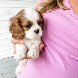 Cavalier King Charles Spaniel Puppies from Cane Creek Cavaliers