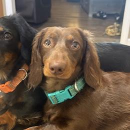 Dachshunds from Sias Select Dachshunds