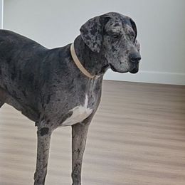 Great Danes from La Rebel Danes