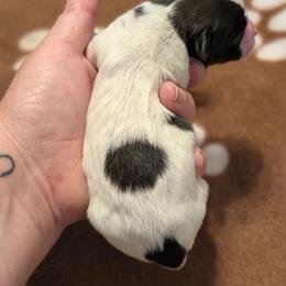 Reaper - White black and tan male Papillon puppy in Joshua, Texas from Summertime Kennels
