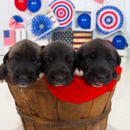 Irish Wolfhound Puppies from Cu Faoil Kennels